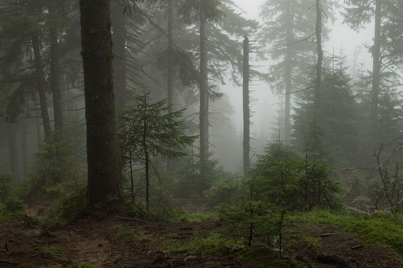 . . . фото превью