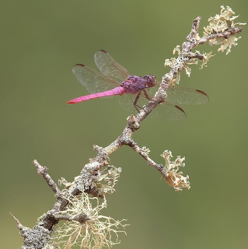 dragonfly, стрекоза, макро,macro Pink Dragonfly  - Roseate skimmerphoto preview
