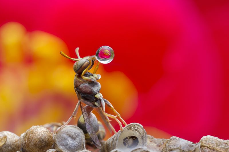 #macro#wasp#waterbubble#colors#reflection#flower#art Macro With Art 180625Aphoto preview