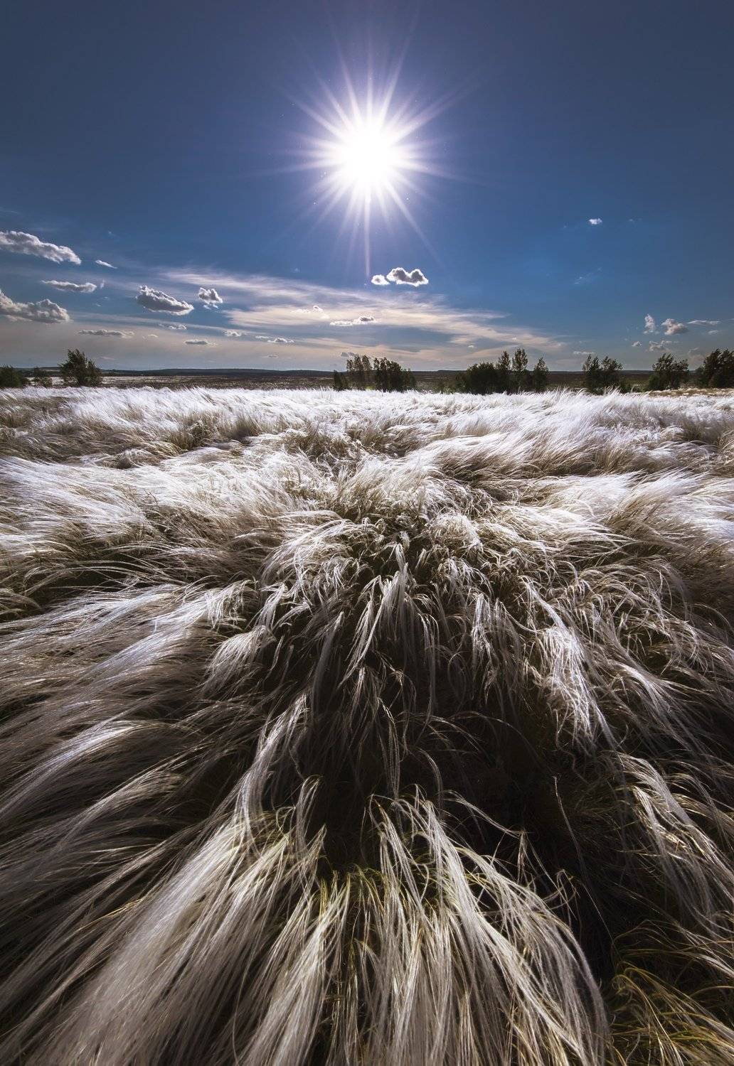 Солнечный ветер. Автор: Илья Логачёв ковыль, степь, оренбуржье, свет, солнце, луч, сияние, ветер, направление, Илья Логачёв