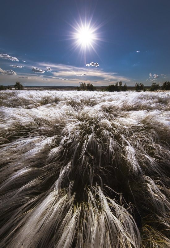 ковыль, степь, оренбуржье, свет, солнце, луч, сияние, ветер, направление Солнечный ветерphoto preview