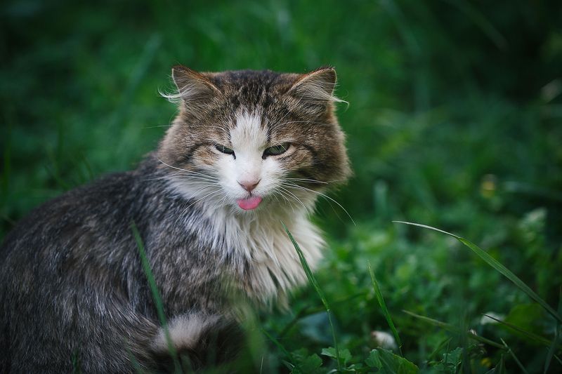 А вот вам!photo preview