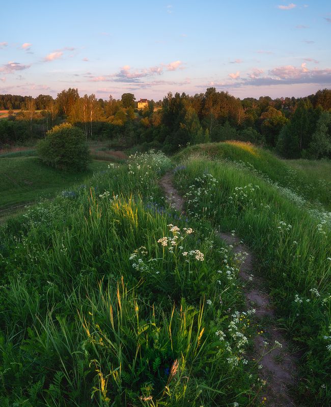 пейзаж, поле, утро, лето, зелень, трава, рассвет ***photo preview