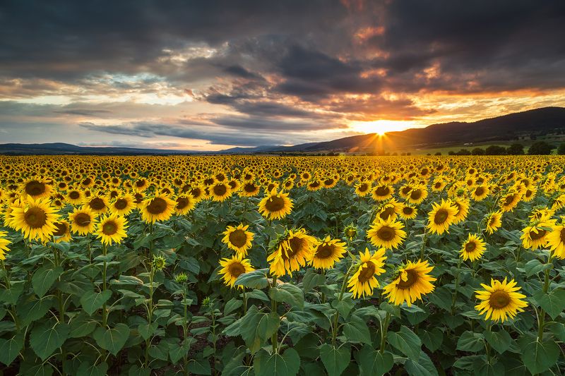 bulgaria, burgas, landscape, nature, outdoor, sky, spring, summer, sun, sunlight, sunflower, sun rays, sunflower field, sunlight, sunrise, sunset, yellow Sun rays between the clouds over the sunflowers fieldphoto preview