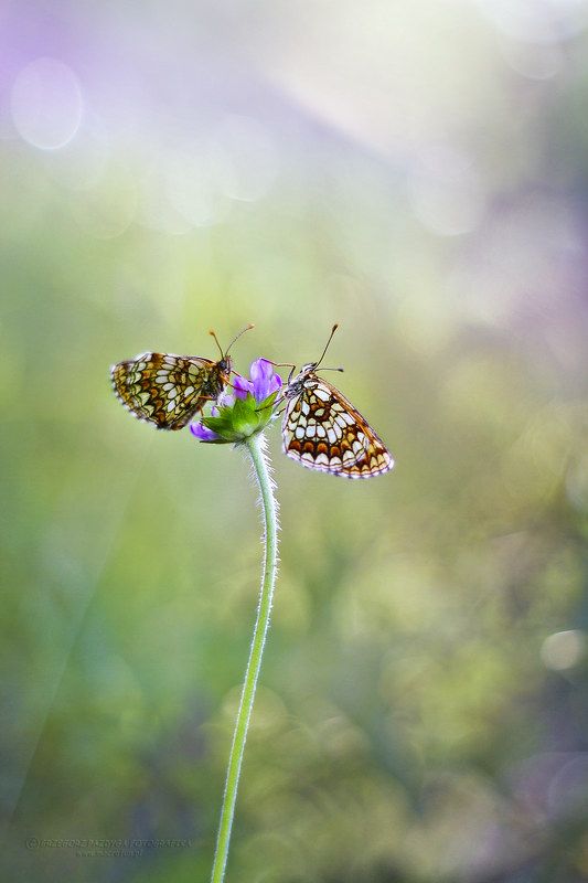 In the forestphoto preview