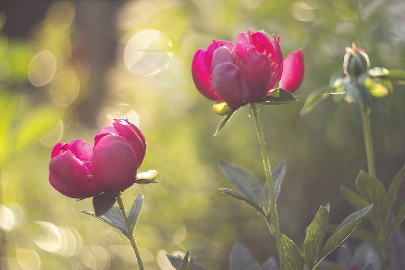 Лето....photo preview