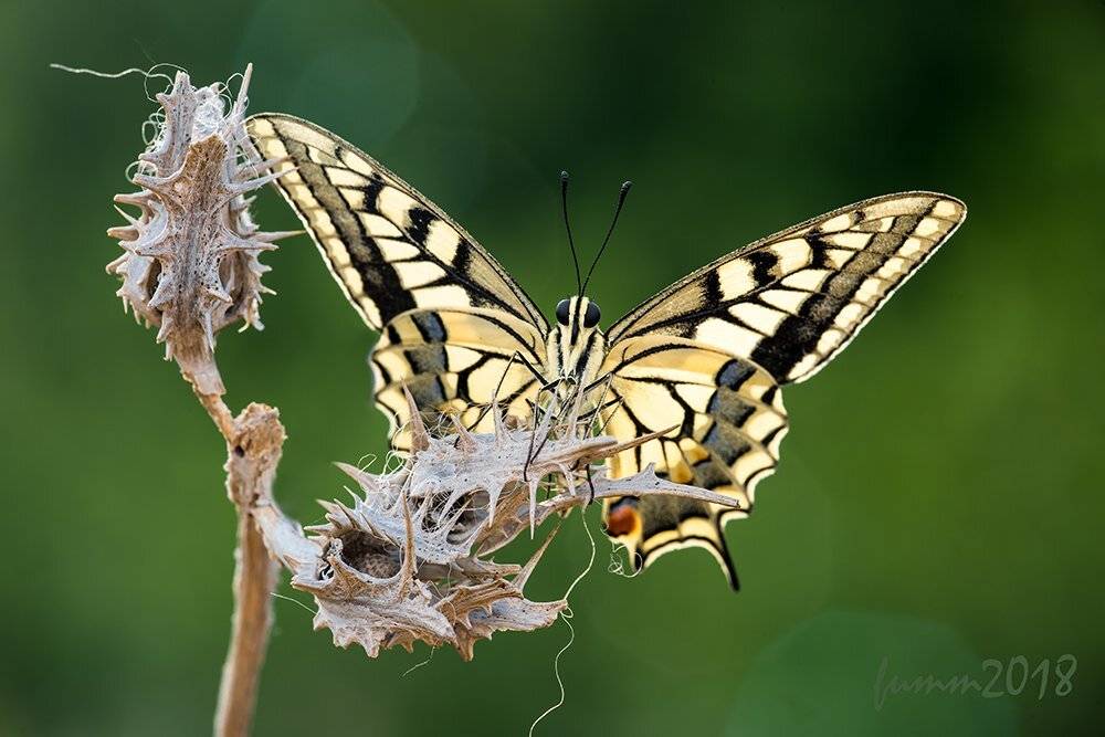 , Игорь ФУММ