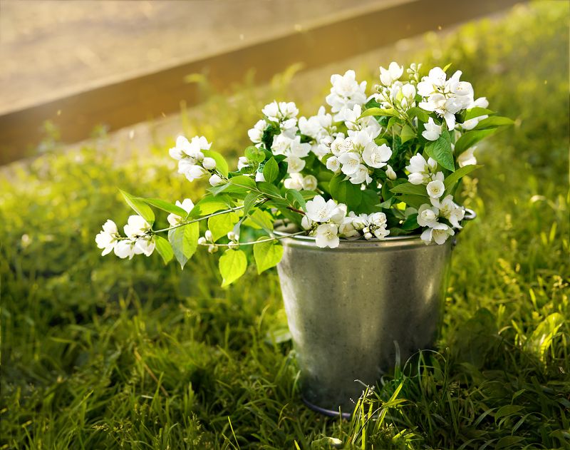 жасмин, букет, красиво, красивый букет, природа, лето, деревня, натюрморт Жасминphoto preview