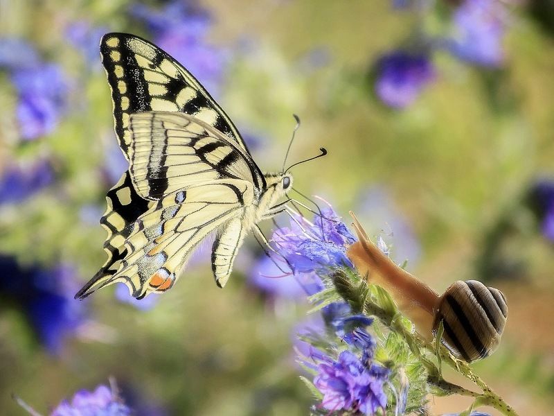 макро, лето, бабочка Махаон, улитка, цветы Ветреная любовьphoto preview