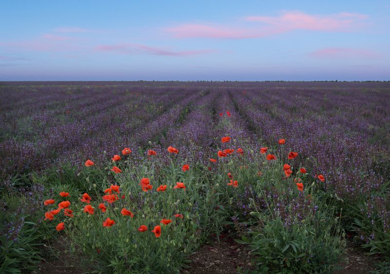 шалфей, sage, крым, crimea Шалфей фото превью