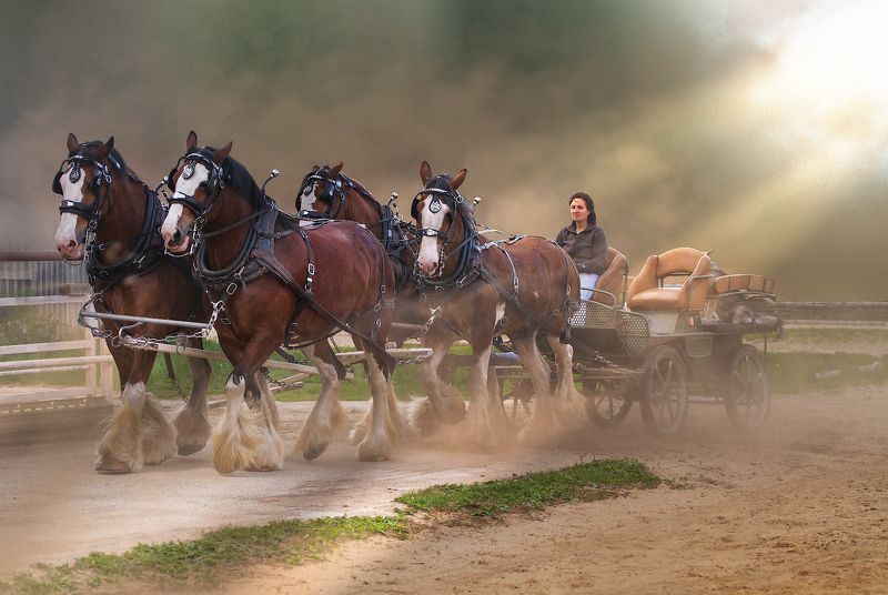 лошадь упряжка клейдсейдаль Клейдсейдаль репостphoto preview