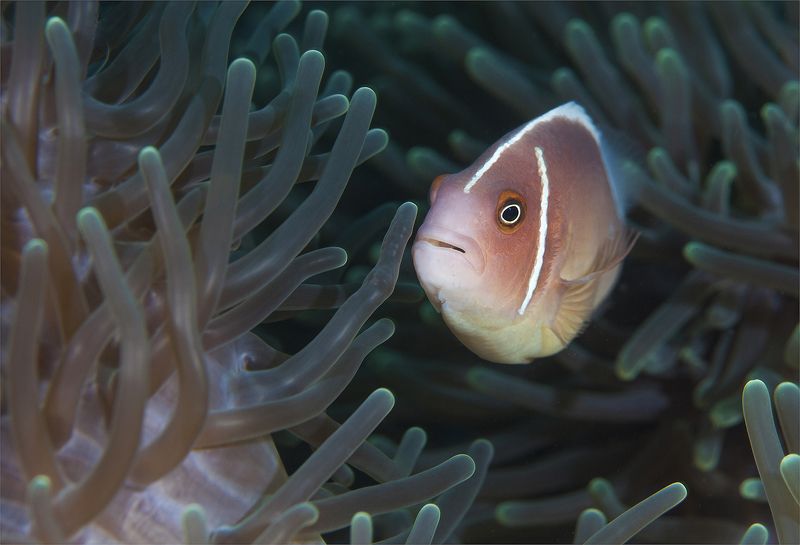 филиппины, амфиприон, макро тихое чудо фото превью