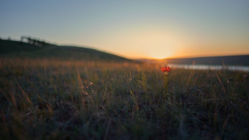закат,вечер,степь,красная саранка, лилия кудреватая, вечерний июнь...photo preview