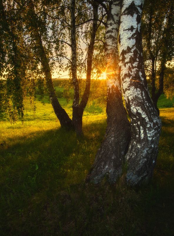 россия, московская область, зарайск, река, восход солнца, рассвет, луг, лес, весна, камни, пейзаж, природа Рассвет в березовой рощеphoto preview