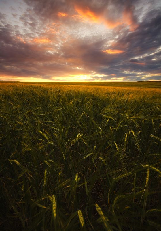 поле, хлеб, пшеница, зерно, закат, вечер ++++photo preview