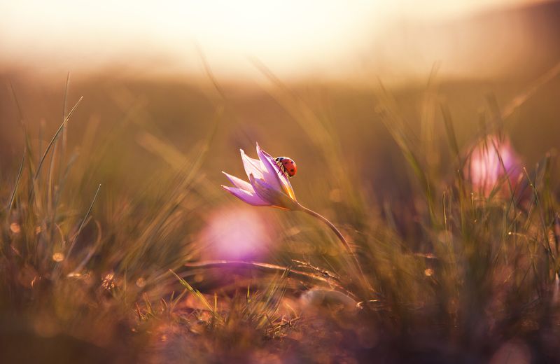 жук, коровка, цветок, весна, лучи, тепло ****photo preview