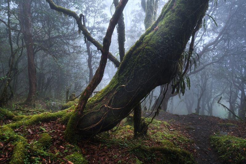 пейзаж, гималаи, непал, аннапурна Туманные тропы к святилищу Аннапурныphoto preview