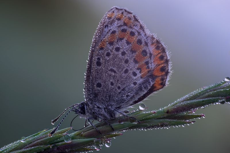 Lycaenidaephoto preview