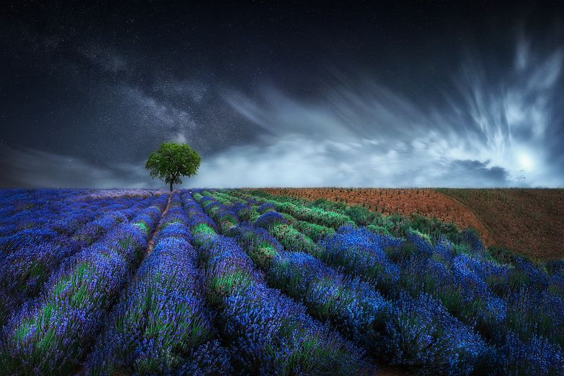 lavender, blue, magic, moody, field, summer, tree, night, milky way, sky, clouds Fairy tale, blue lavenderphoto preview