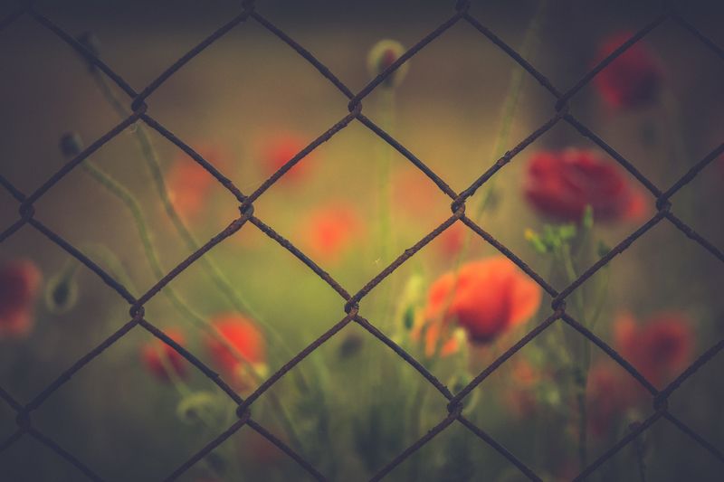 sony a 6000 ...photo preview