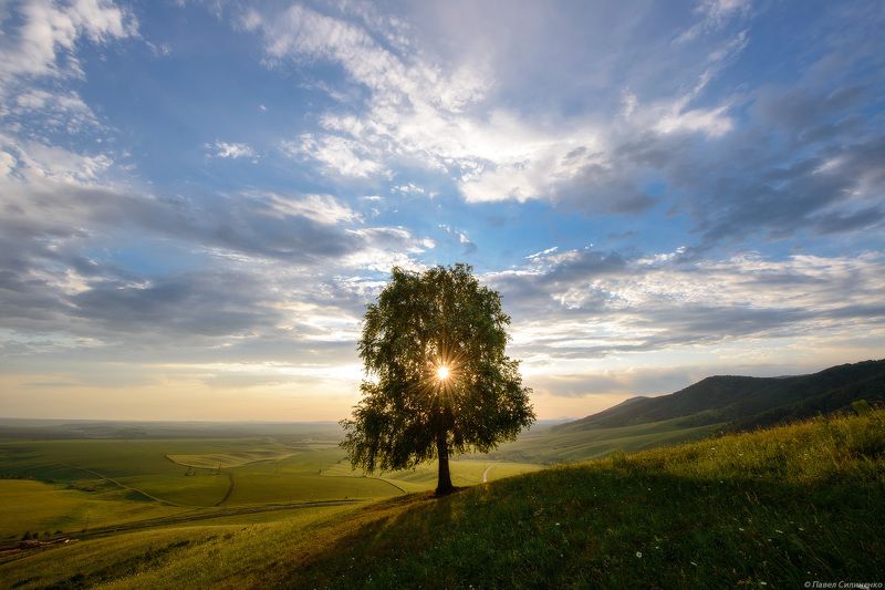алтай, белокуриха, утро, солнце, долина, одинокое дерево, свет, небо, облака Одиночество фото превью