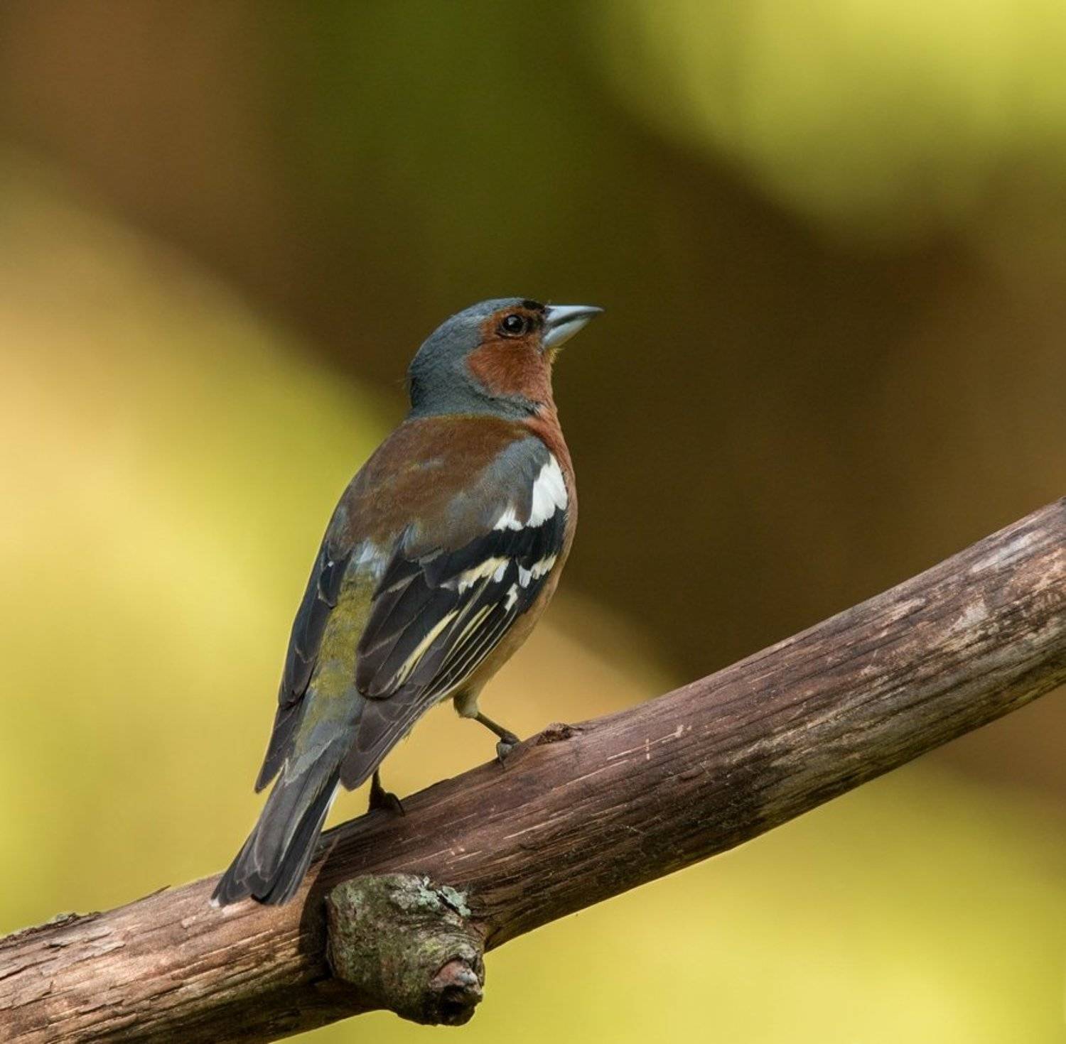 птицы, зяблик,, Владимир Пакалевич