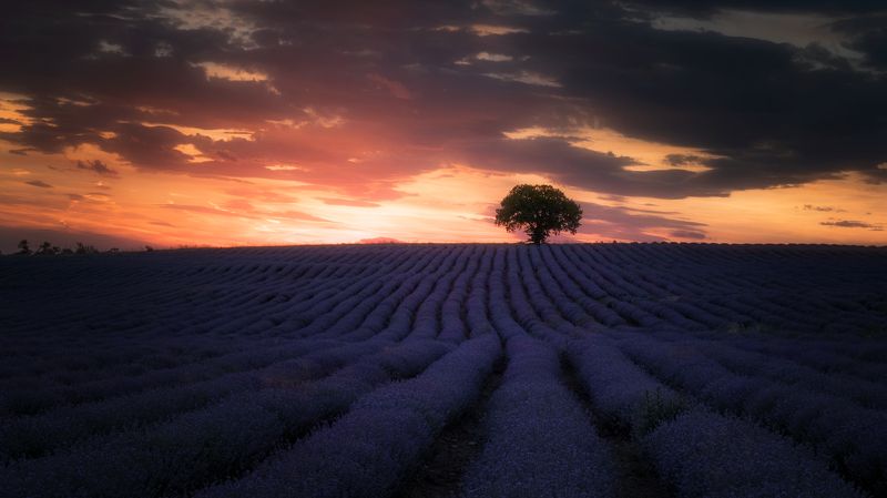 Лавандулови полетаphoto preview