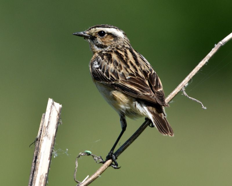 листопад Лето 2018photo preview