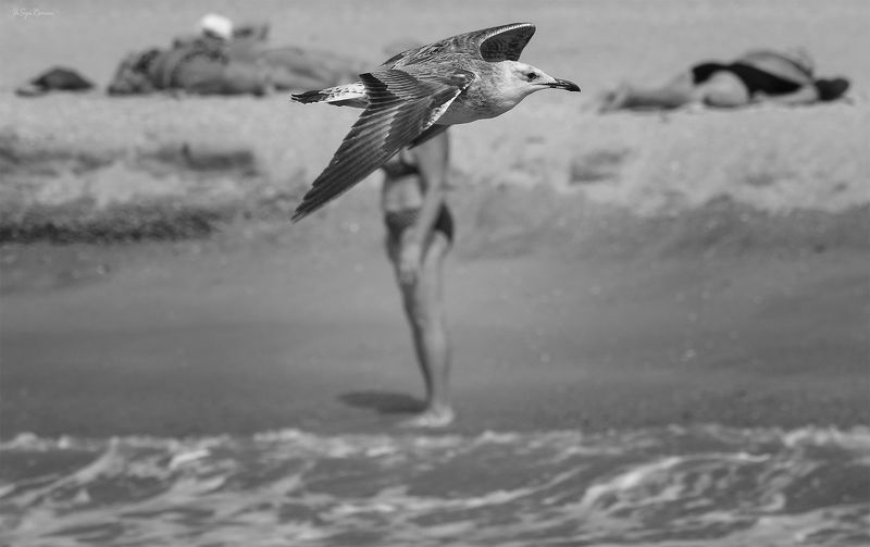 море,берег,пляж,баклан ***photo preview