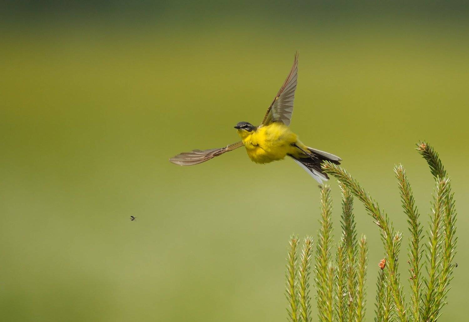 Желтая трясогузка.. Автор: Михаил Калинин , Михаил Калинин