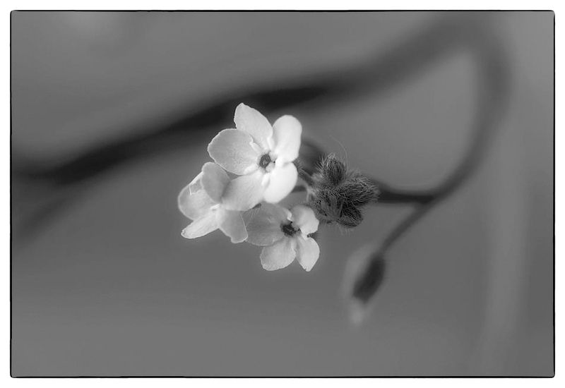 Черно-белое настроениеphoto preview