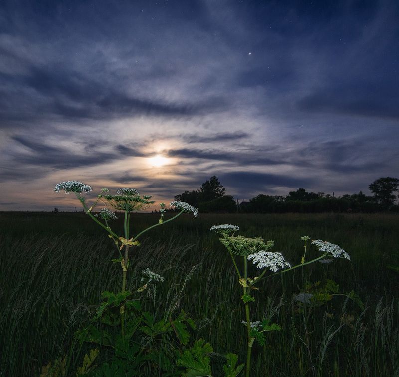 ночь, луна, пейзаж, samyang Луна и борщевикphoto preview