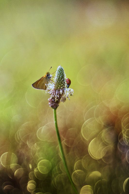 In a duetphoto preview