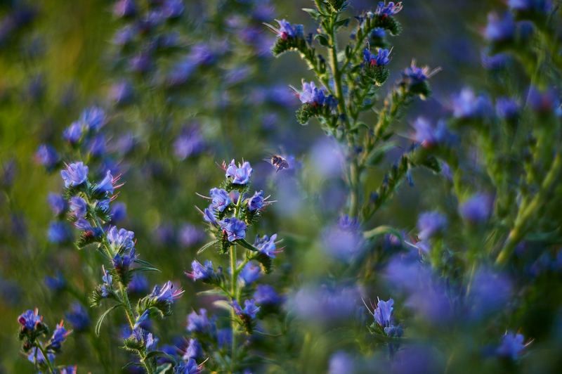 Пчелкаphoto preview