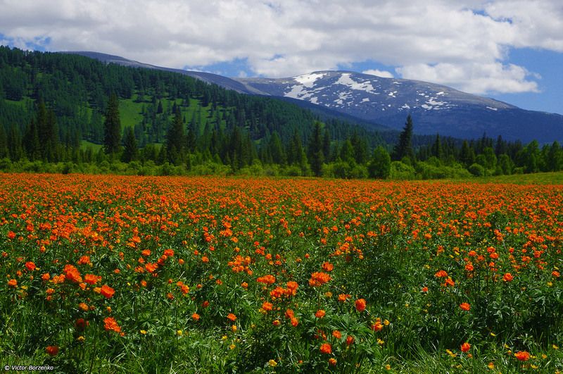 алтай, огоньки, жарки Огоньковое полеphoto preview