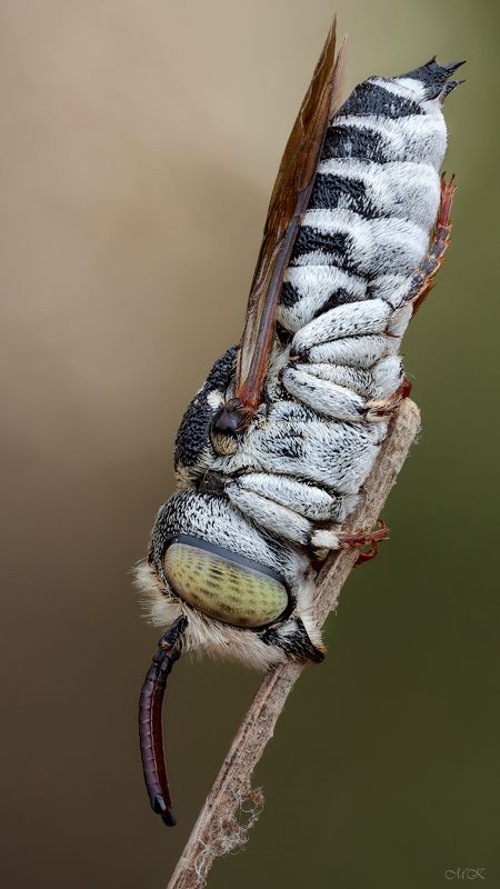 пчела, целиоксис, coelioxys, megachilidae Сон в летнюю ночьphoto preview