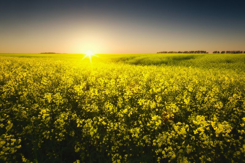 россия, московская область, зарайск, река, закат солнца, закат, луг, поле, весна, рапс, пейзаж, природа Цветущий рапсphoto preview