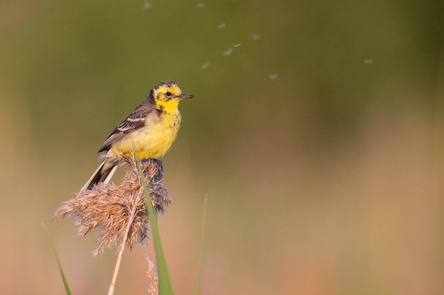Желтоголовая трясогузка. Автор: Голубев Дмитрий wagtail, bird, wildlife, citrine, трясогузка, желтая трясогузка, птицы, дикая природа, Голубев Дмитрий