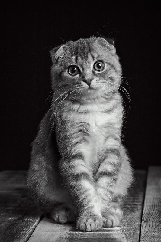 кошка, вислоухая британка, портрет, домашний питомец, красавица Василисаphoto preview