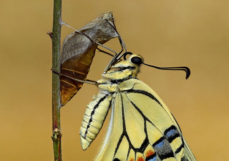 #swallowtail#butterfly#newborn#macro#nature#northcyprus#cyprus New Bornphoto preview