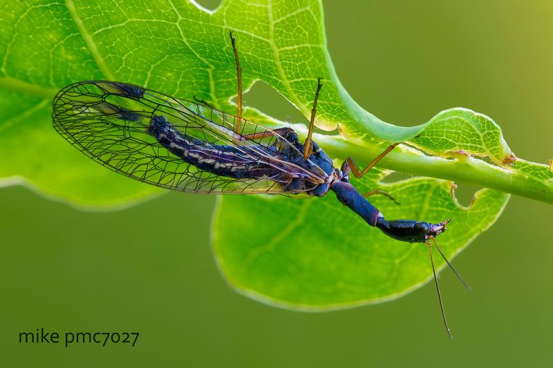 Верблюдкаphoto preview