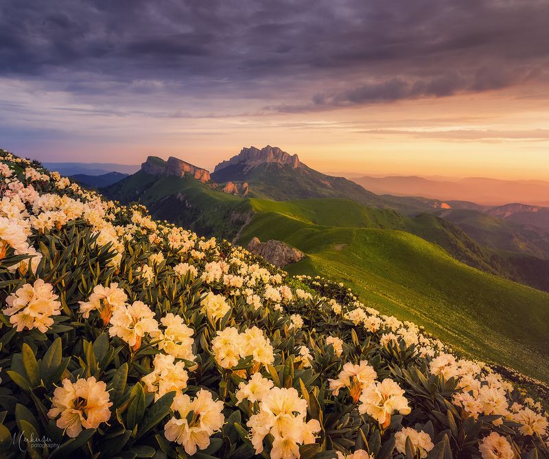 landscape, пейзаж, sunrise, адыгея, Рододендроны Большого Тхача.photo preview