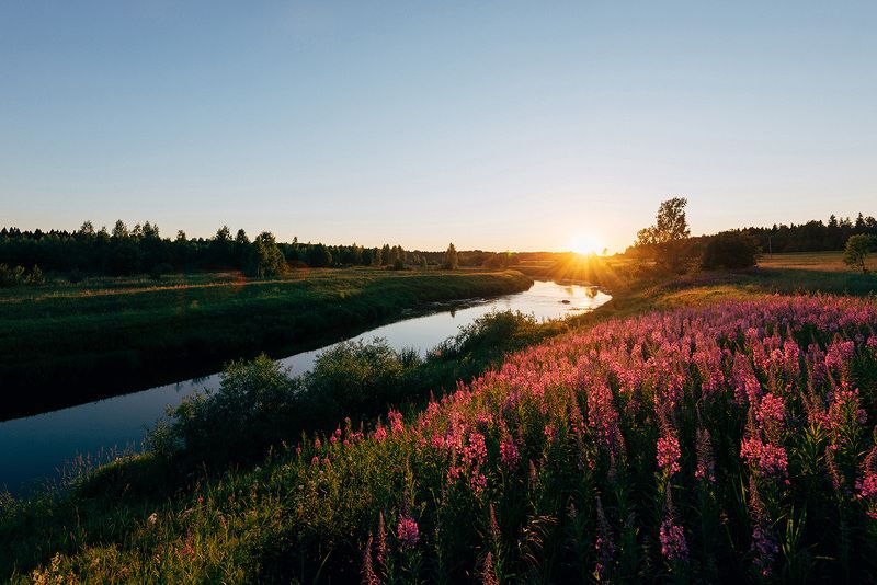 река, закат, цветы, вода, вечер, солнце, трава, лес, деревня, луг, природа, пейзаж, Закат на реке Оредежphoto preview