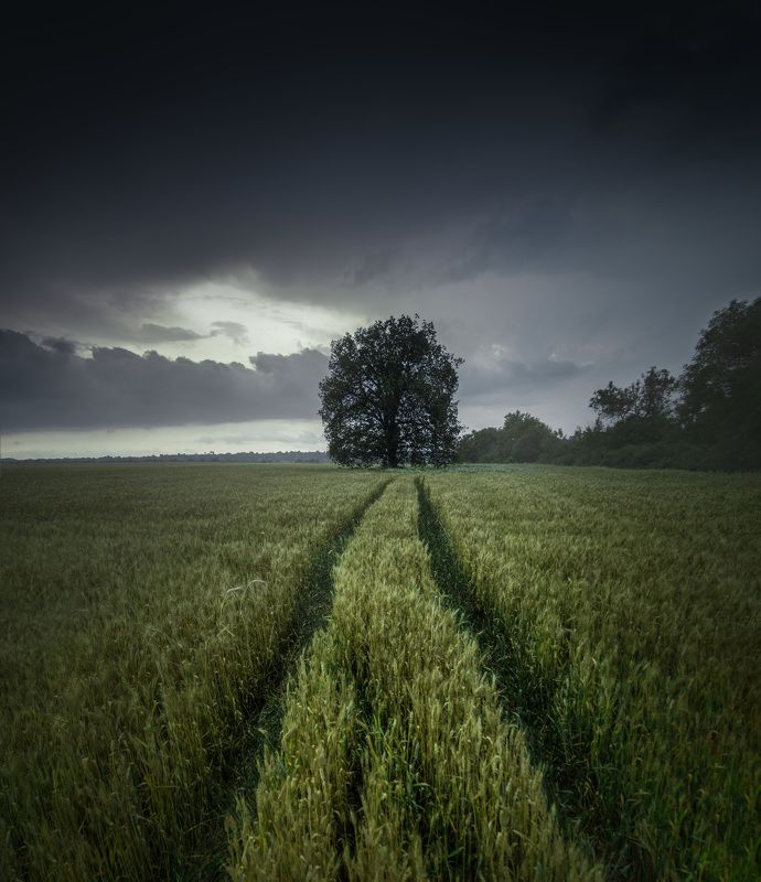 landscape, field, wheat, storm, rain, clouds, sky, grain, barley, bulgaria, tree, moody, dramatic, panorama, nature, spring, green, summer, sunlight, rays, homeland, plain, В Равнините | Into the Plainsphoto preview