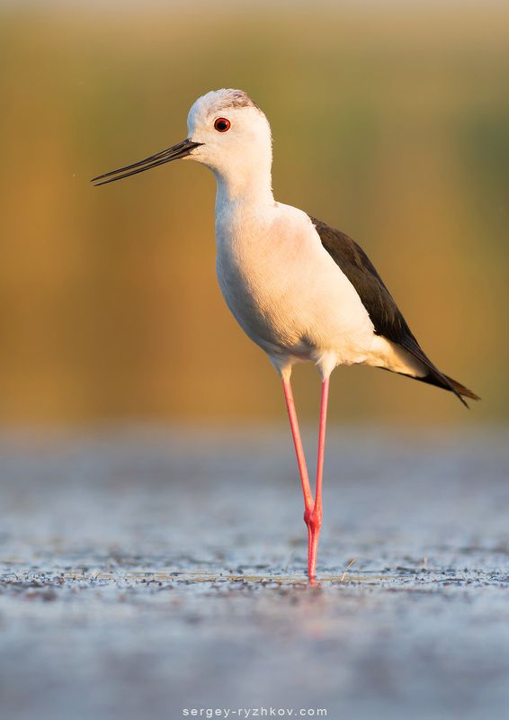 ходулочник, птицы, животные, природа, украина, кулик,  Ходулочникphoto preview