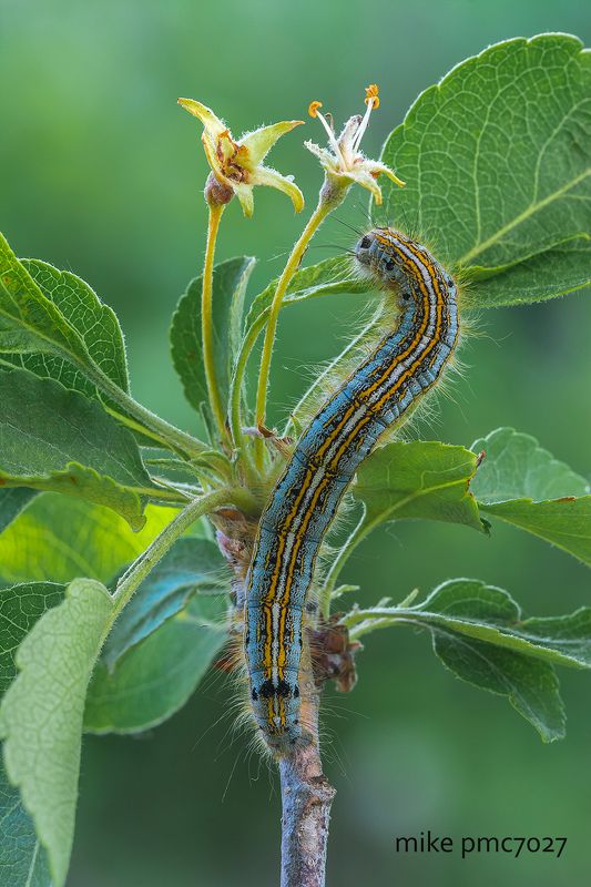 Гусеница кольчатого коконопряда Malacosoma neustriaphoto preview