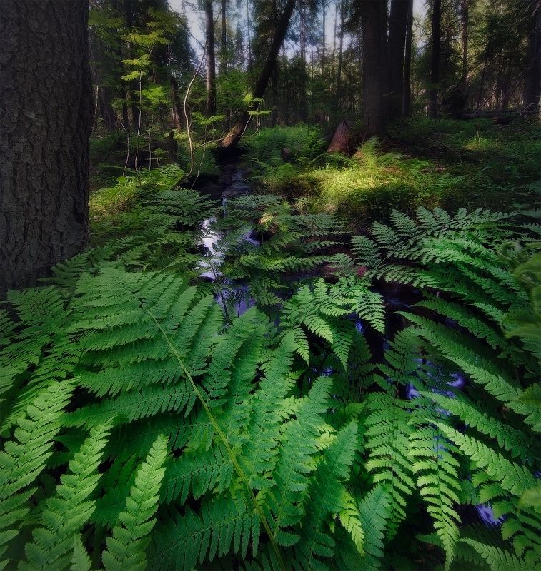 лес, папоротник Рощиноphoto preview