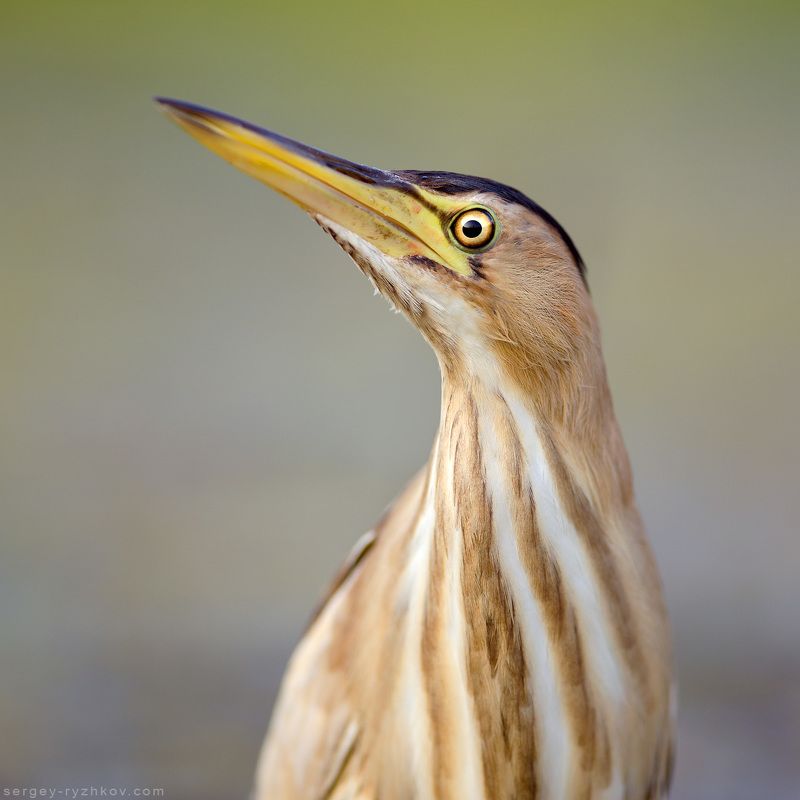 выпь, птицы, природа, украина, животные, wildlife, birds, bittern, Портрет волчкаphoto preview