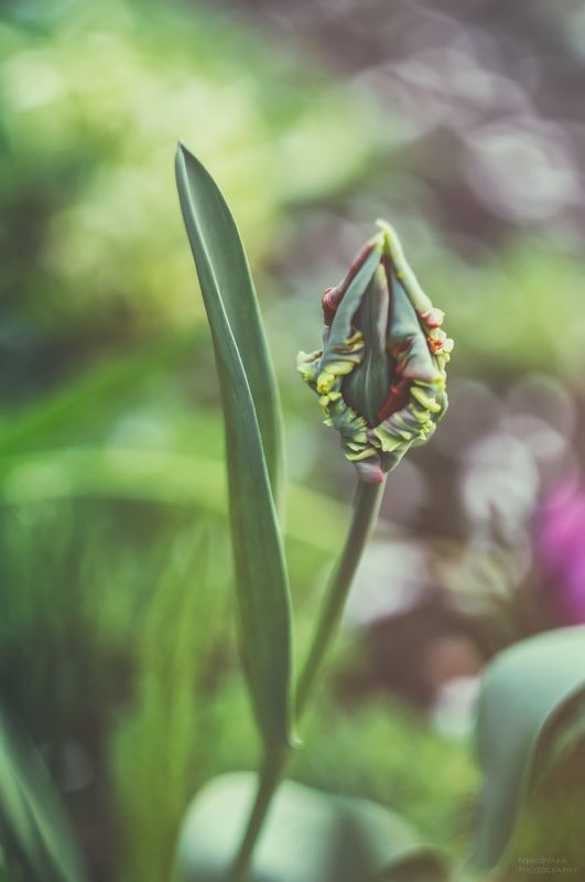 макро, природа, цветы, тюльпан, боке, macro, nature, flowers, tulip, bokeh, ***photo preview