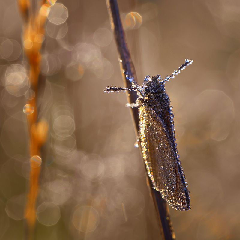 макро, насекомое, бабочка, роса, утро, природа А во лбу звезда горит...photo preview